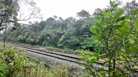 Railroad Tracks Through Atlantic Forest in Fog and Rain Brazil 4K Stock Footage 335398687