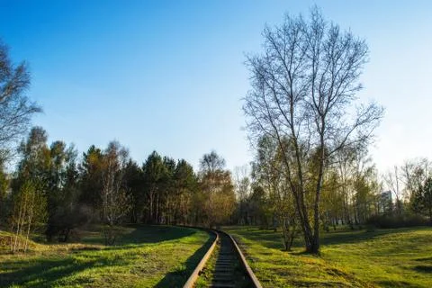 Rails extending into the distance of the forest with evening lighting Stock Photos