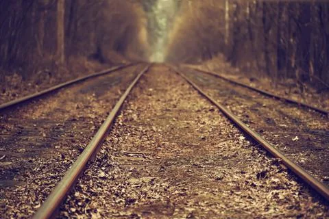 Rails in the forest Stock-Fotos