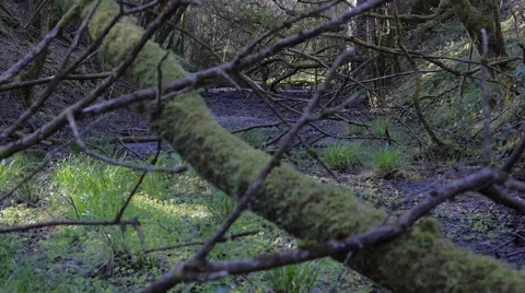 Railway Cutting now Abandoned Stock Footage 50241204