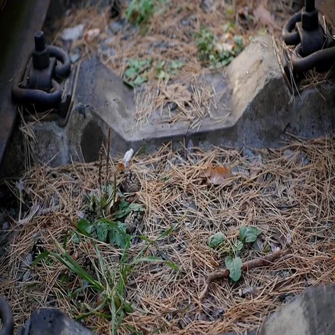 Railway in the forest Stock Footage 69530275