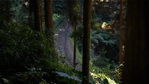 Railway in the forest HD 110 Stock Footage 145654750