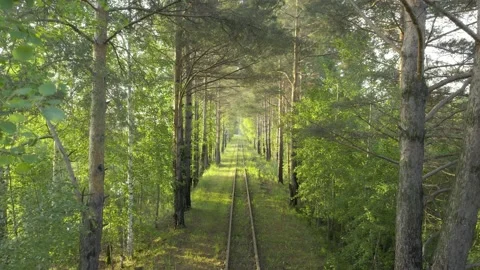 Railway in the green forest Video stock 236788455