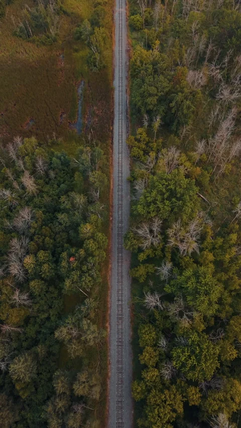 Railway Track Through Dense Forest Stock Footage 342591372