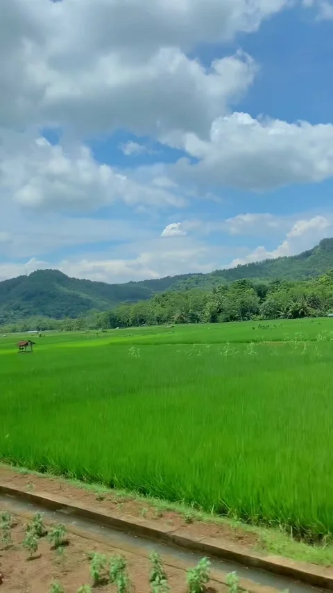 Railway Track Through Green Rice Fields and Mountain Landscape Stock Footage 337923732