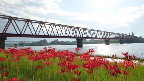 Railway tracks on an iron bridge and red spider lilies Stock Footage 342320125