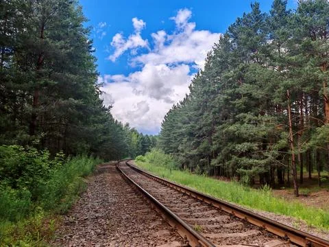 Railway Tracks Through Pine Forest Stock Photos
