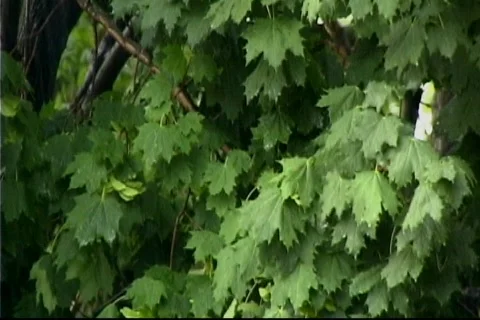 Rain-1 Video stock 137557