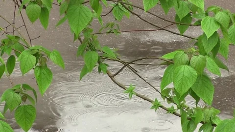 Rain 1 Stock Footage 76157035