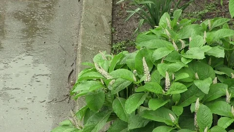 Rain 2 Stock Footage 76156972