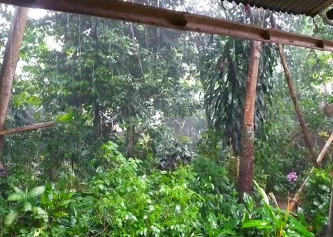 Rain 2 Stock Footage 243741996