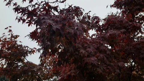 Rain 3 Stock Footage 101858069