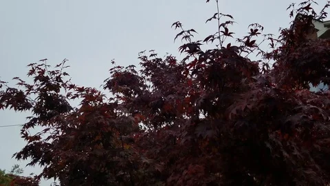 Rain 4 Stock-Footage 101858072