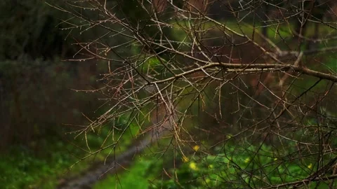 Rain 4 Stock Footage 327452090