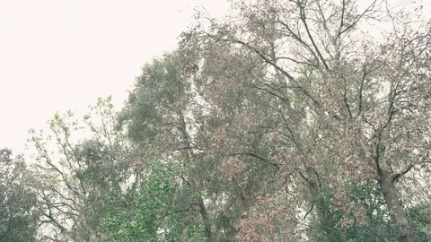 Rain across tree branches Stock Footage 109222721