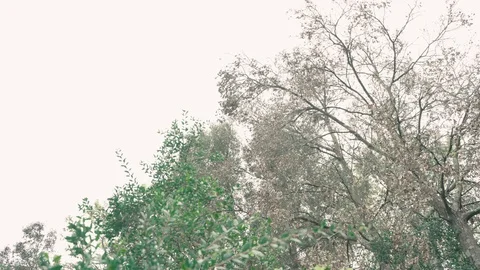 Rain across tree branches Stock Footage 109223835
