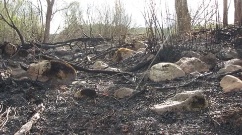 Rain after the fire Stock Footage 41729358