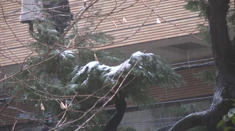 Rain after the snow on the tree Stock Footage 46387474