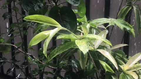 Rain in the afternoon Stock-Footage 155367213