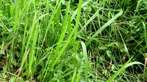 Rain in afternoon Stock-Footage 331884735