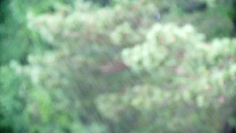 Rain against the background of coniferous forest Stock Footage 96474880