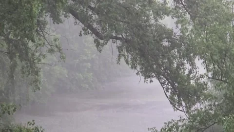 Rain against the background of developing trees in the park. Stock Footage 335697472