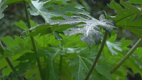 Rain against the background of green trees. Slow motion. Stock Footage 113903763