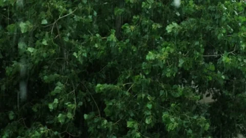 Rain against green tree. Stock Footage 198737396