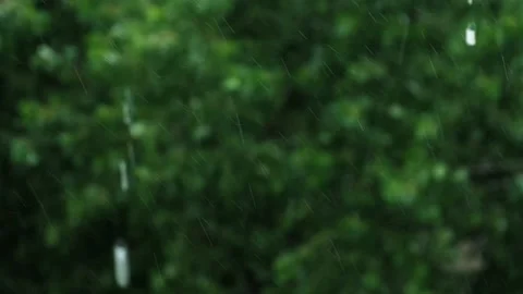 Rain against green tree. Stock Footage 198741001