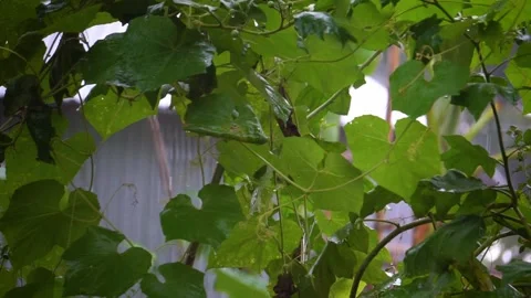 Rain all around. Rain on green leaves. Stock Footage 151923928