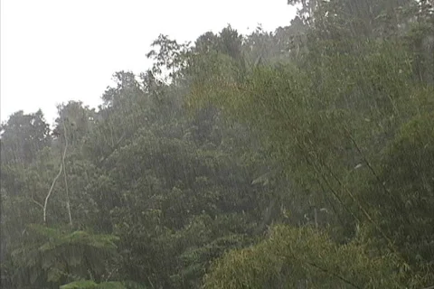Rain in Amazon rainforest 스톡 동영상 745078