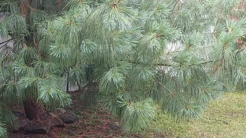 Rain Ambience Video stock 310810742