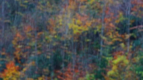 Rain and Autumn Stock Footage 94905837