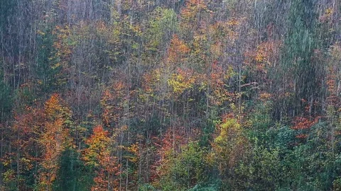 Rain and Autumn Stock Footage 94907771