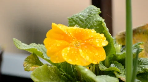 Rain And Beautiful Flower Stock Footage 48343617