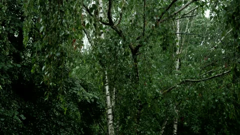 Rain and birch Stock Footage 201418456