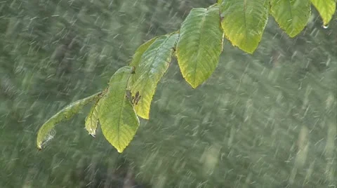 Rain and branch Stock Footage 10790144