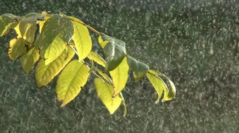Rain and branch 스톡 동영상 10790153