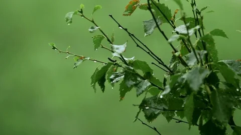 Rain and breeze. Branch drop and sway ruefully. Close-up static shot 库存影片 73002137