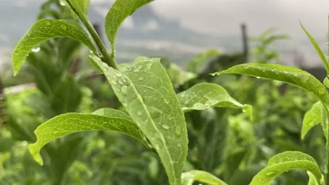 Rain and clouds view from vineyard of Trento shot in new Iphone SE, Italy, 4K Stock Footage 138128568