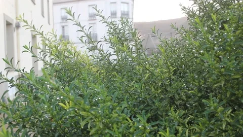 Rain and cold in the garden Stock Footage 236511199