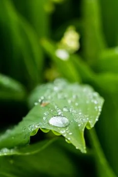 Rain and dew drops on large green lily of the valley leaves in spring with bl Foto stock