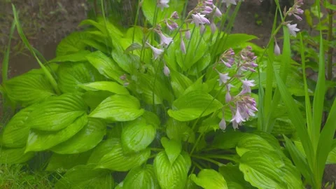 Rain and flauwer Stock Footage 279649787