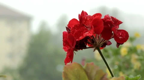 Rain and flowers. Drops on flowers.Wind swallows flowers. Stock Footage 40064076