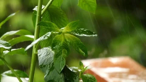 Rain and forest Stock Footage 231337850