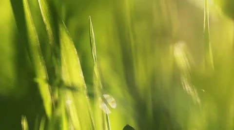  rain and grass, closeup, FullHD Stock Footage 12445921