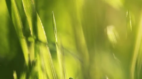 Rain and grass, closeup, FullHD Stock Footage 12446939
