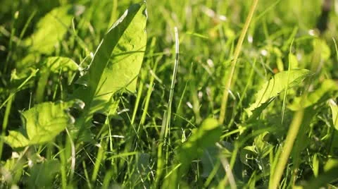 Rain and grass Видео 12446755