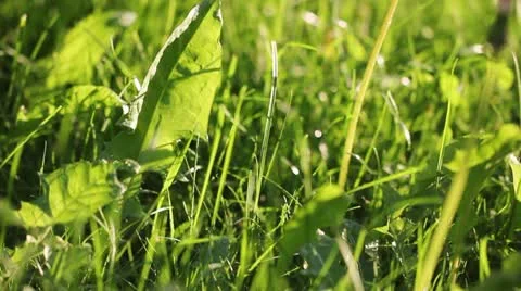 Rain and grass Stock Footage 12446772
