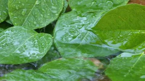 Rain and green leaves Stock Footage 8607414